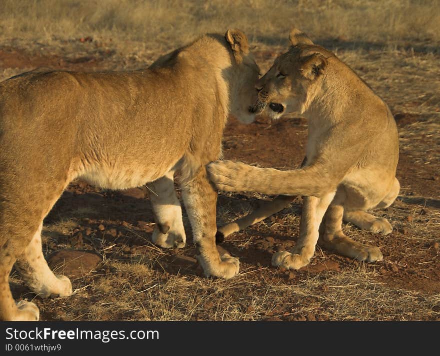 Two young lions playing at sunset. Two young lions playing at sunset