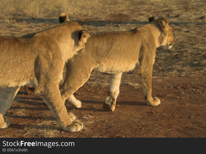 Young lion at sunset in Zimbabwe, Africa. Young lion at sunset in Zimbabwe, Africa