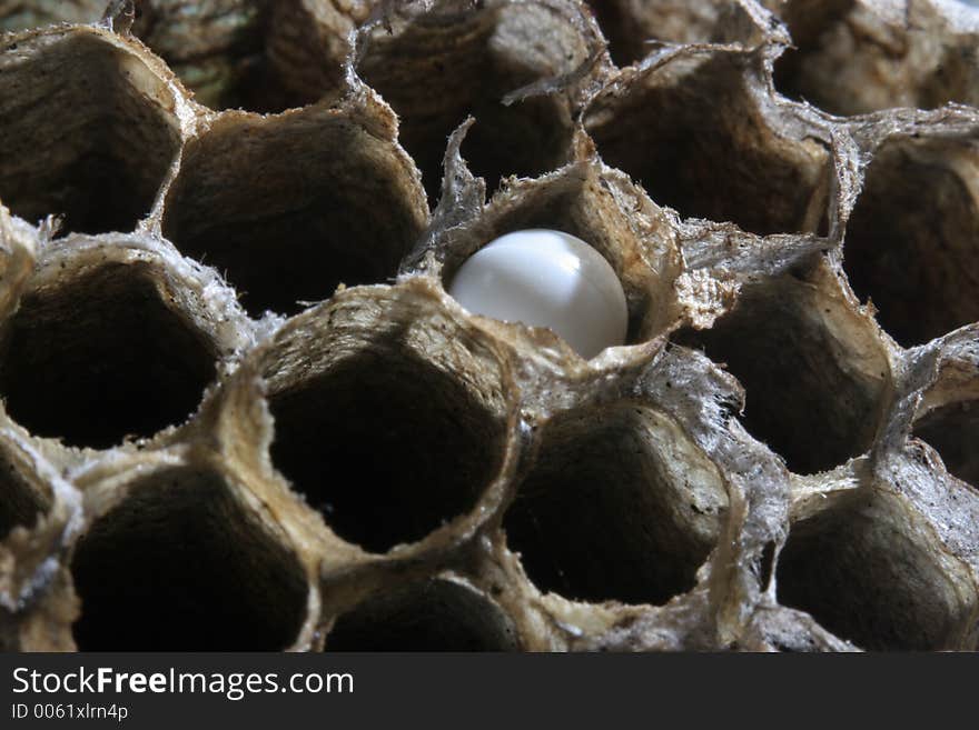 Macro of wasp nest with Egg