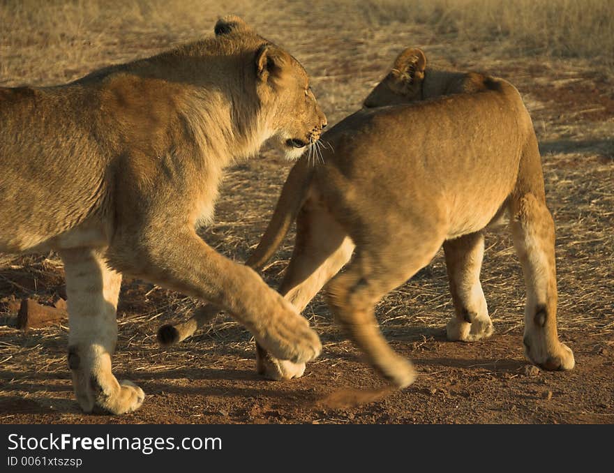 Two young lions playing at sunset. Two young lions playing at sunset