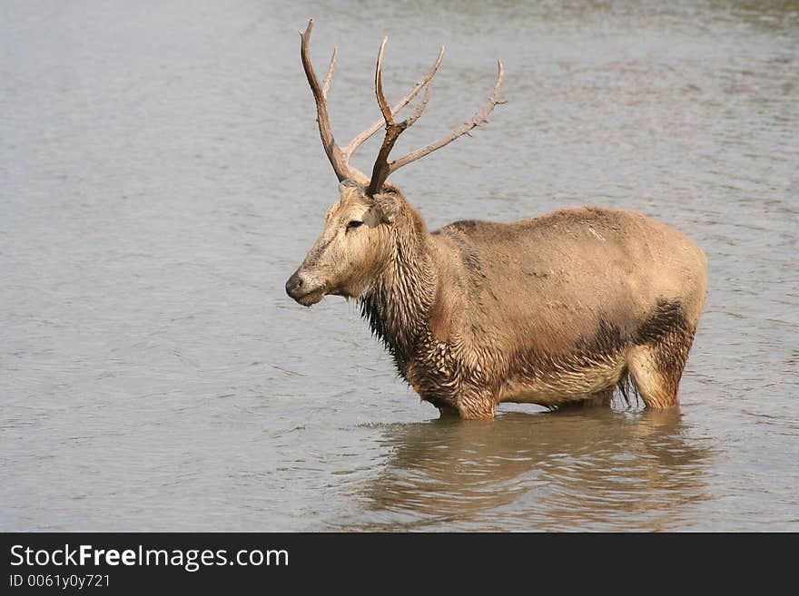 Reindeer standing in the water with mud on his antlers. Reindeer standing in the water with mud on his antlers