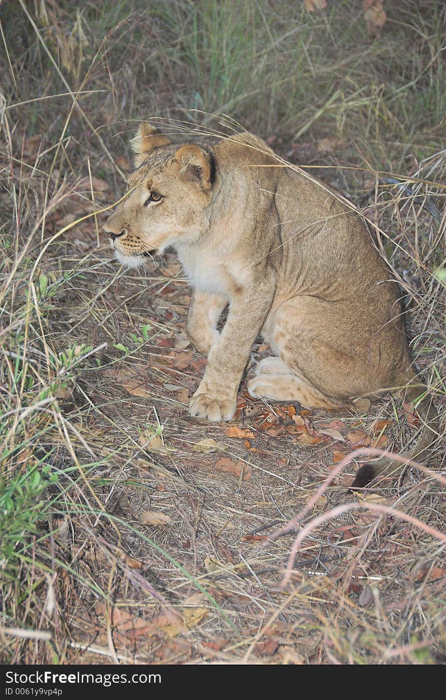 Young lion at sunset in Zimbabwe, Africa. Young lion at sunset in Zimbabwe, Africa