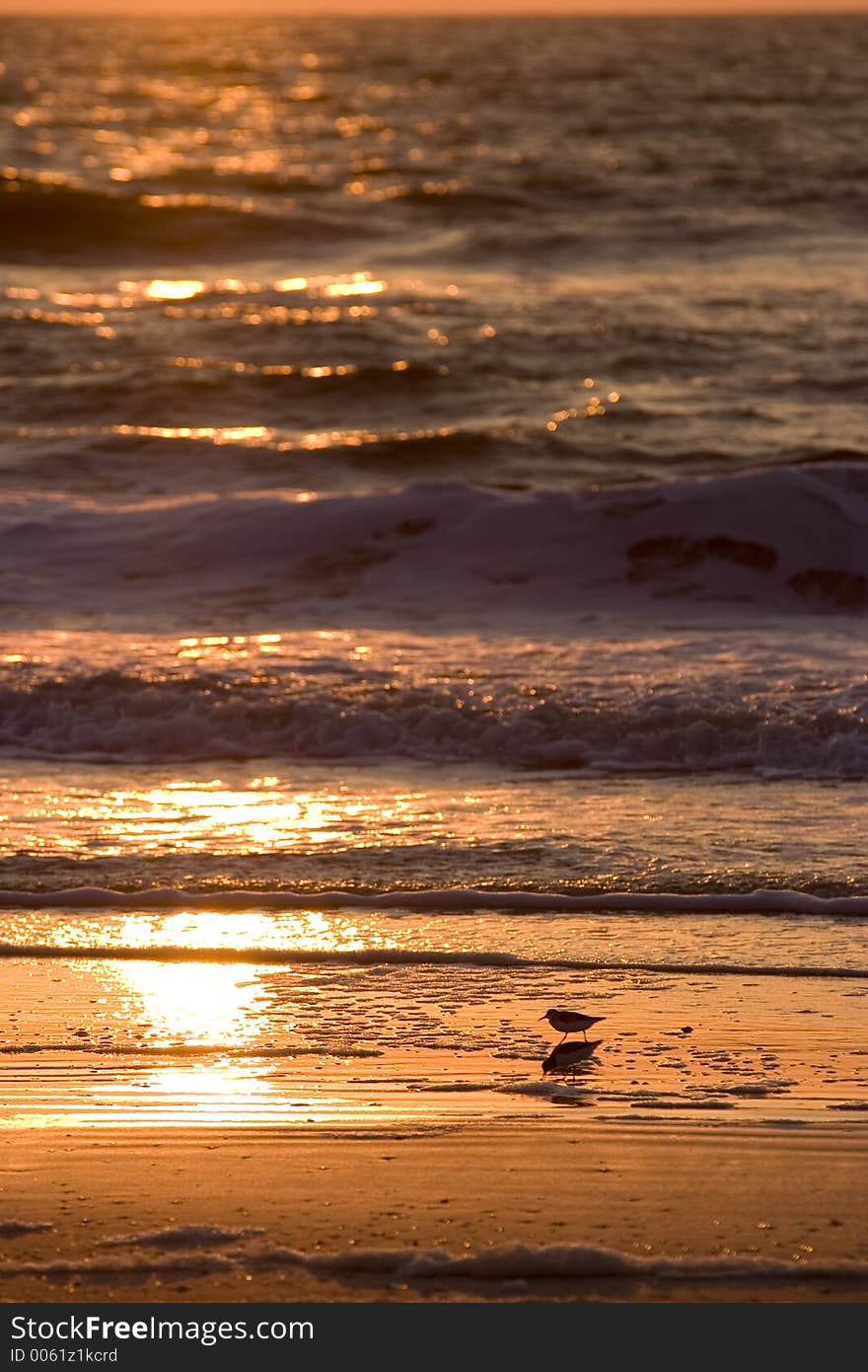 Sandpipers search for breakfast on the beach silhoutted by the rising sun