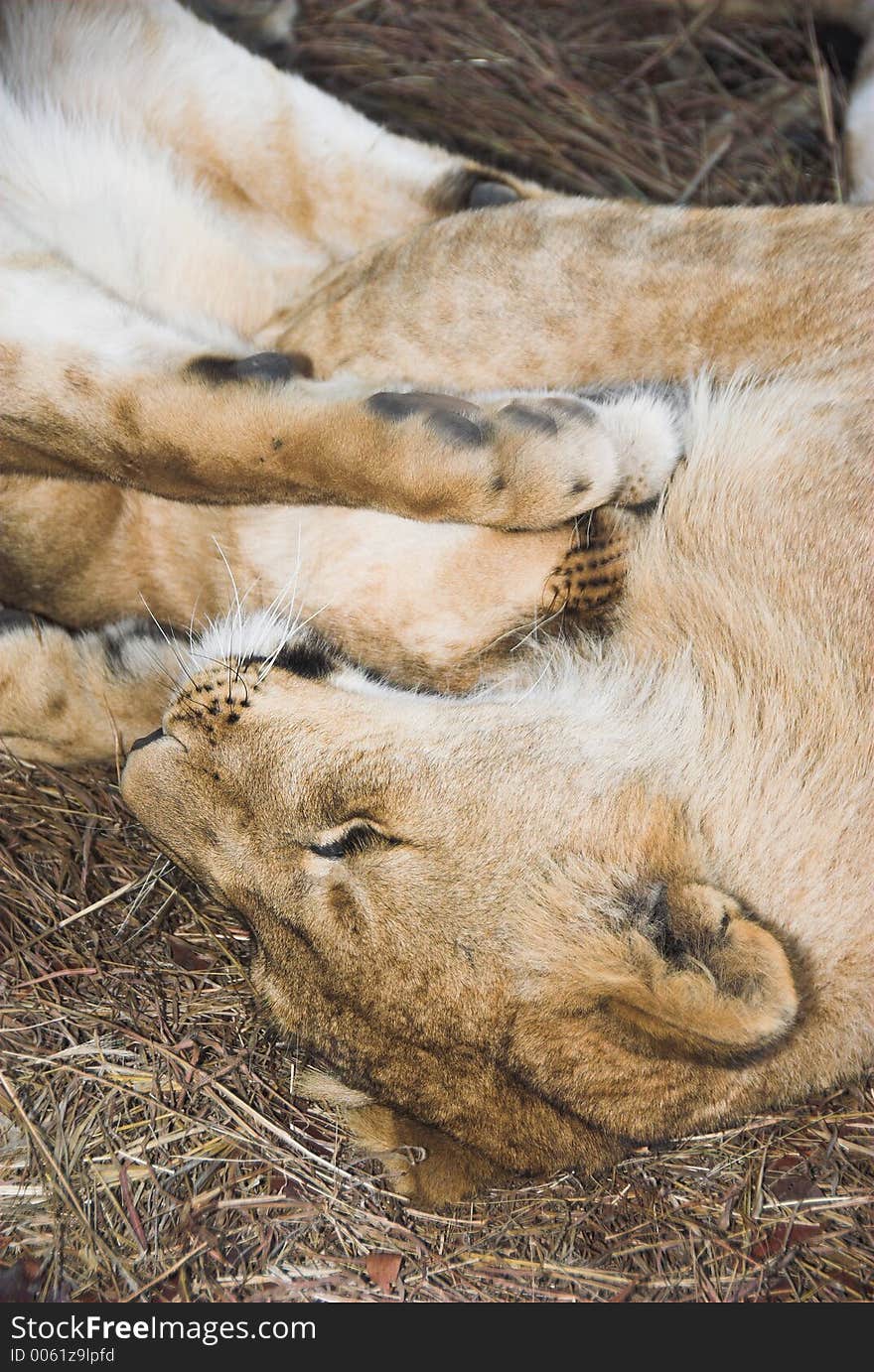 Africa Lion (Panthera leo)