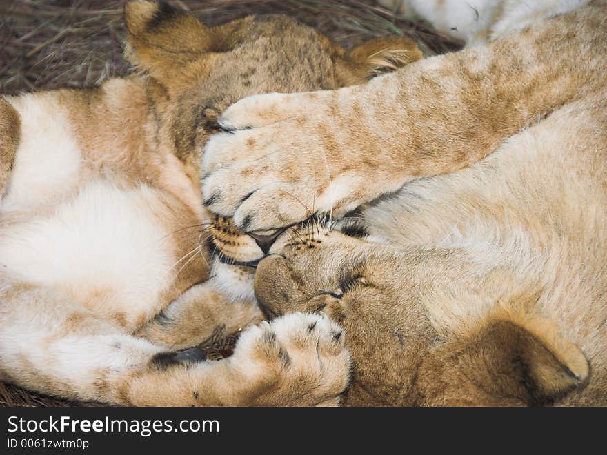 Two young lions playing at sunset. Two young lions playing at sunset