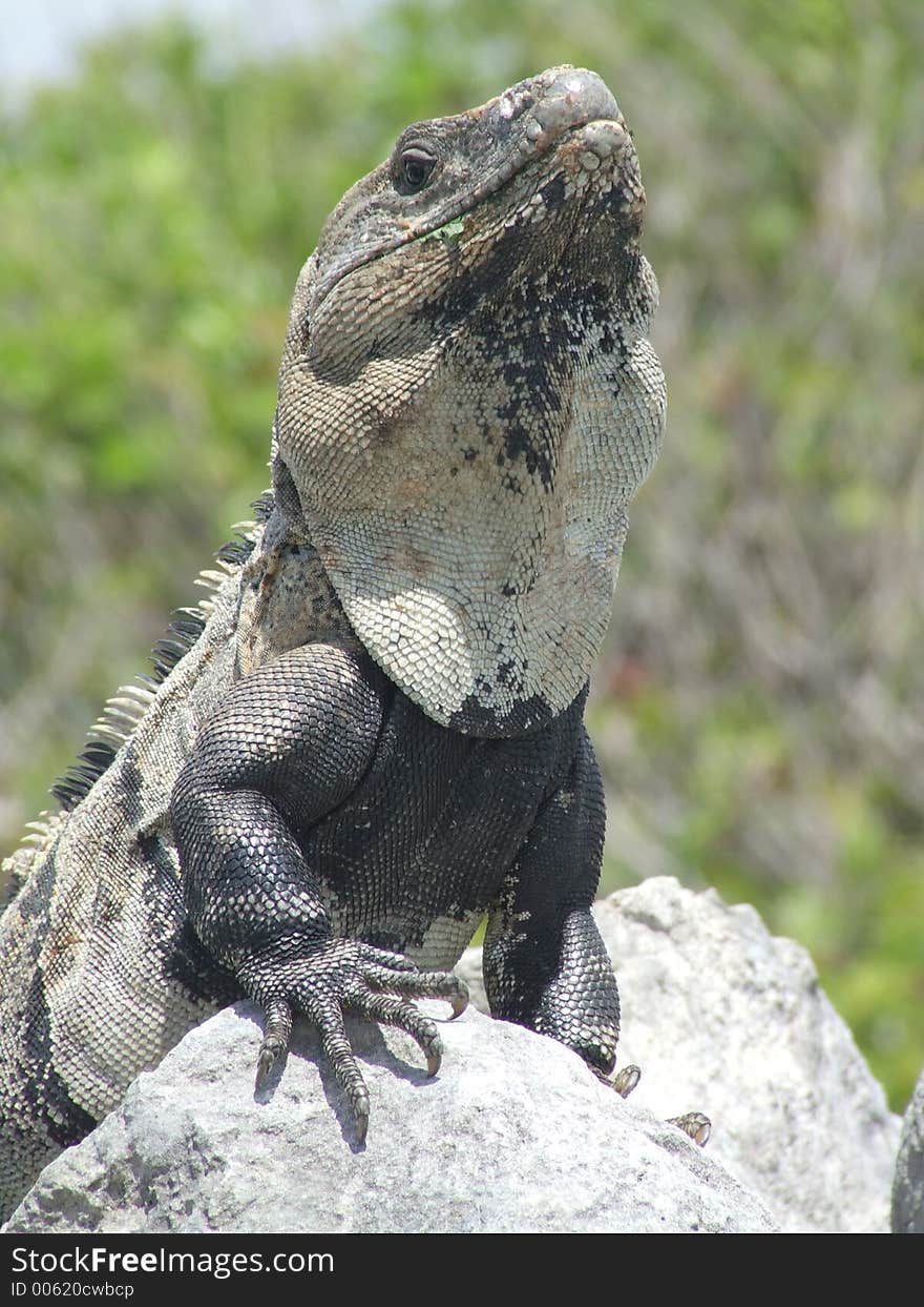 Iguana