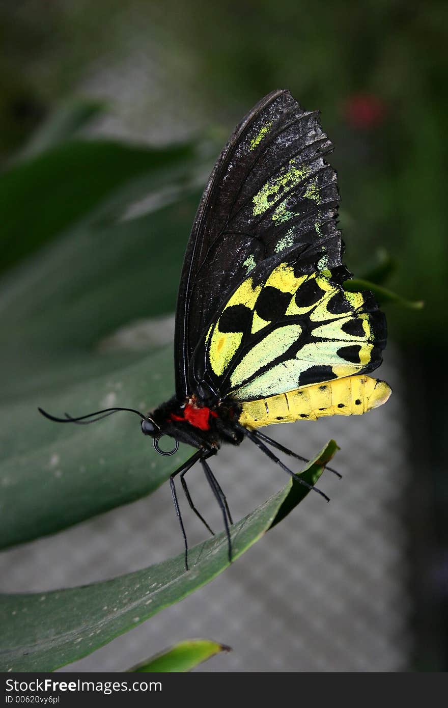 A close up of a beautiful colorful butterly perched on a leaf. A close up of a beautiful colorful butterly perched on a leaf.