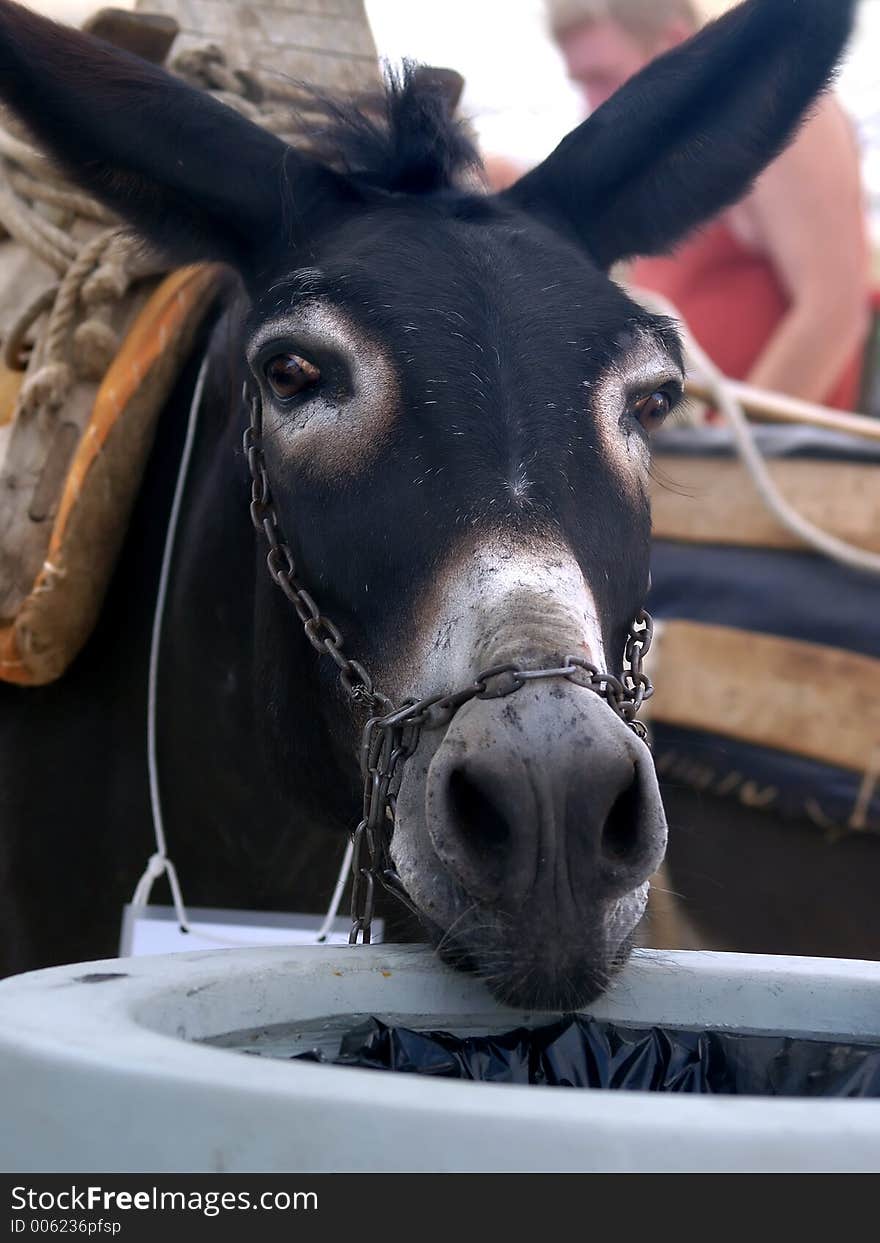 Close up of donkey with saddle