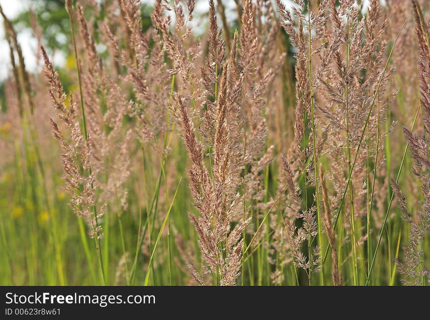 Blades of grass on meadow. Blades of grass on meadow