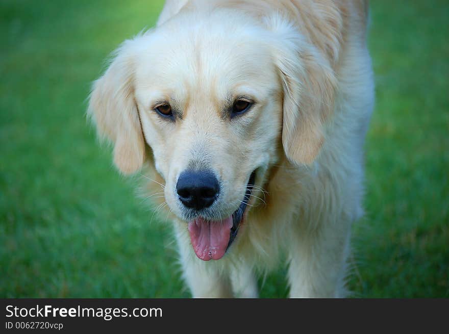 Concentrated happy golden retriever looking at a tennis ball whith is out of frame