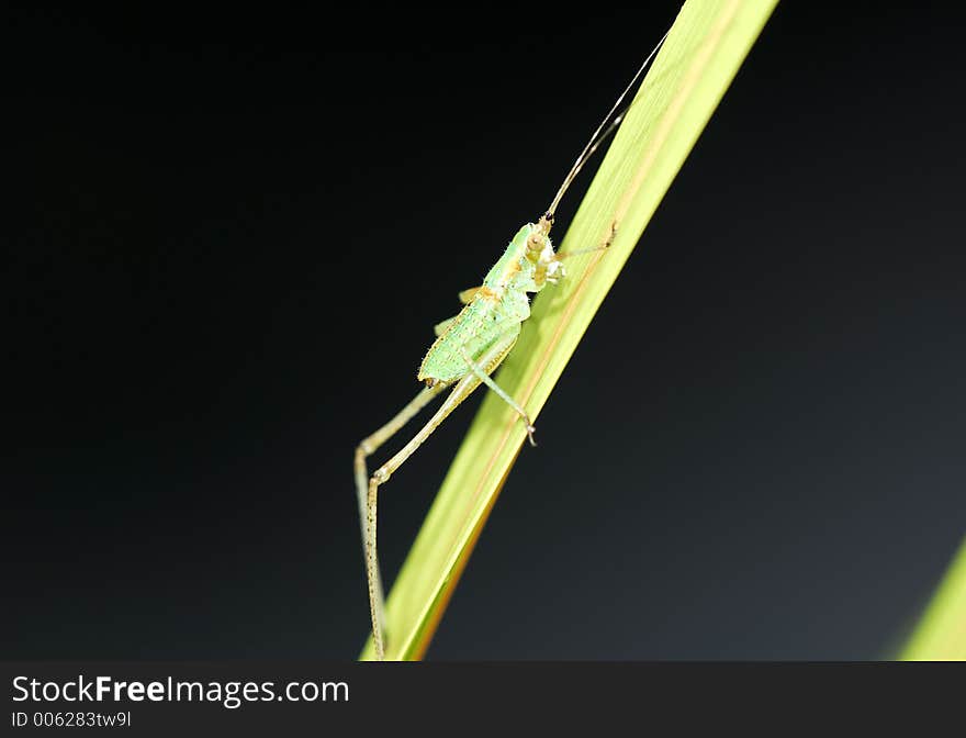 Photo of a Grasshopper