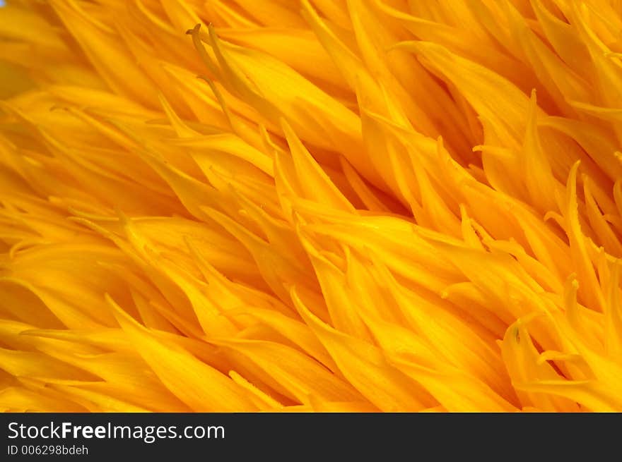 Yellow-orange floral background