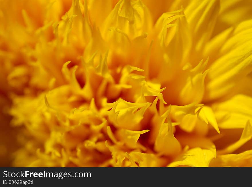 Yellow-orange floral background