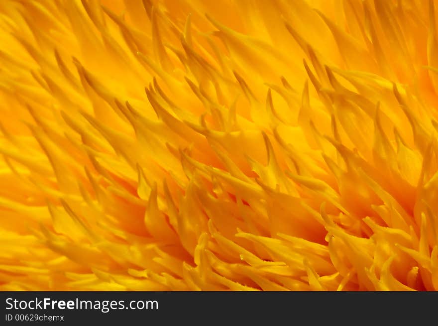 Yellow-orange floral background