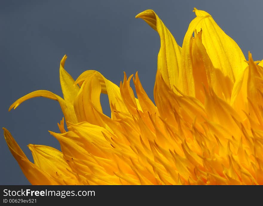 Yellow-orange floral background