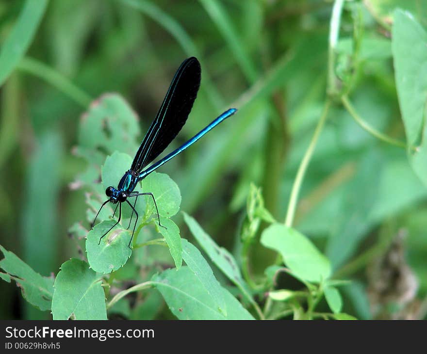 Green and Black dragon fly