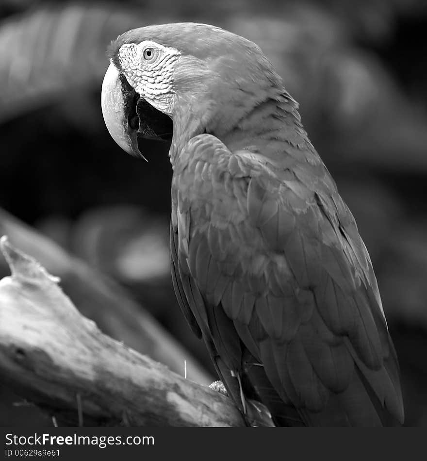 Parrot in black and white