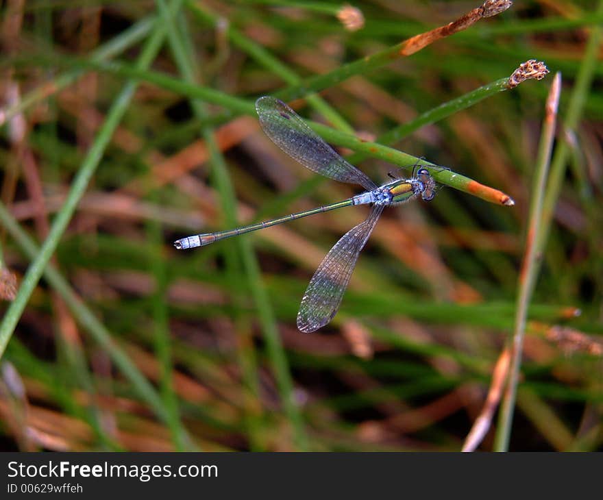 Turquoise blue damselfly with wings open attached to a reed. Turquoise blue damselfly with wings open attached to a reed