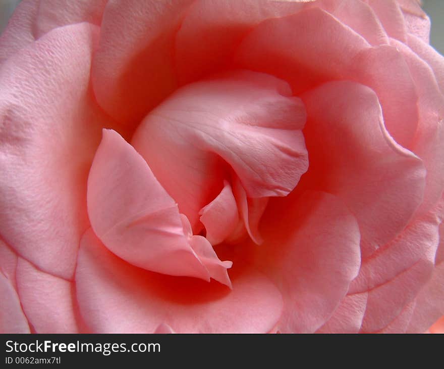 Very close shot of the centre of a pale pink rose. Very close shot of the centre of a pale pink rose