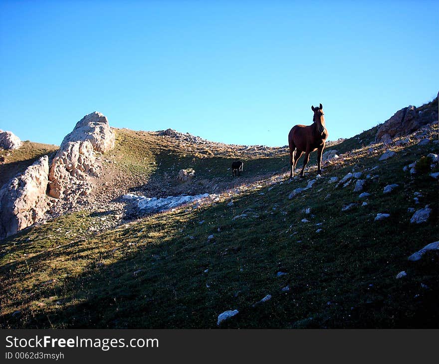 Horses in mountains