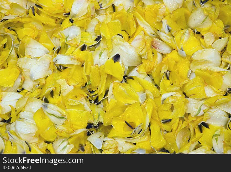 Yellow Tulip Petals