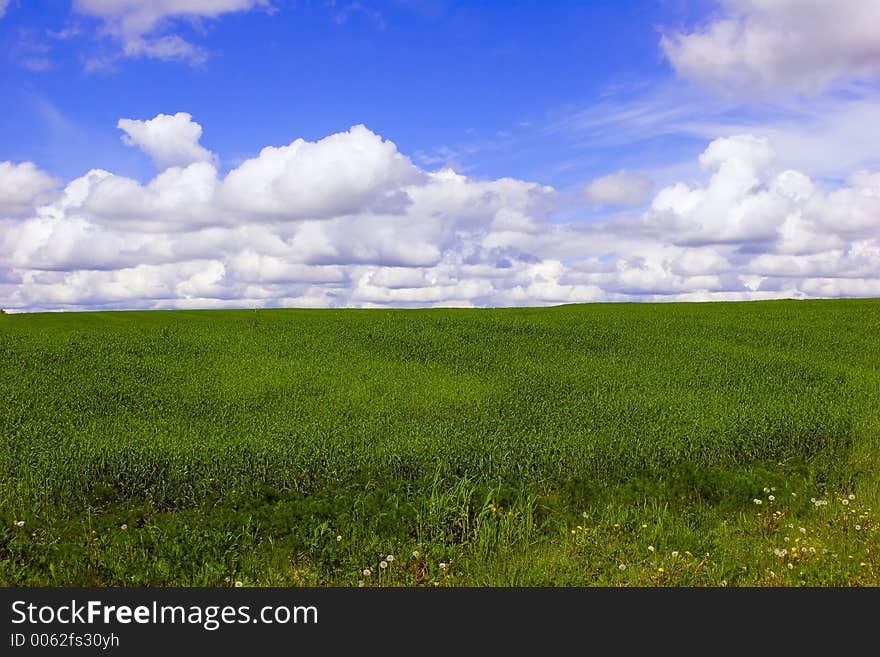 Summer landscape