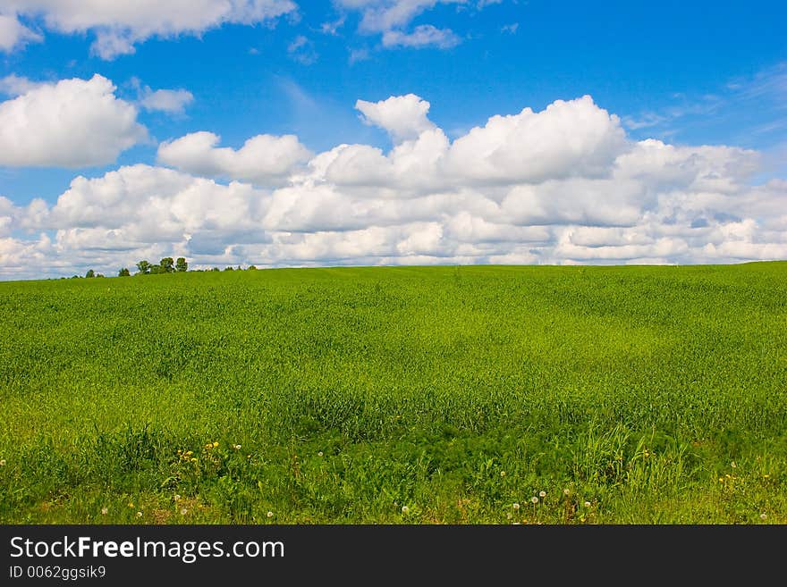 Summer landscape