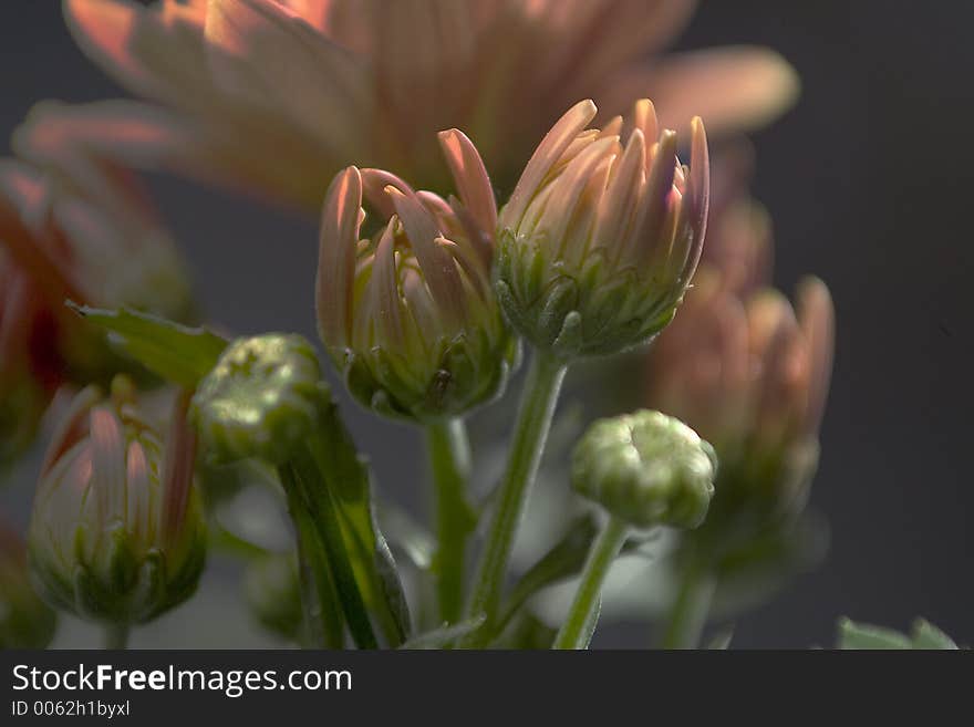 Still life and macro photography. Still life and macro photography