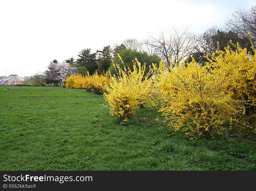 Yellow trees. Yellow trees