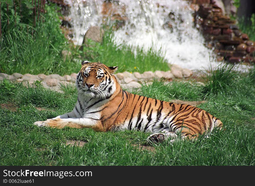 Tiger resting on a grass. Tiger resting on a grass