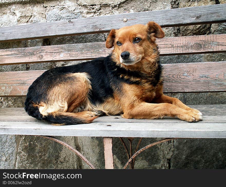 Dog is resting and looking for people. he is from czech republic. Dog is resting and looking for people. he is from czech republic