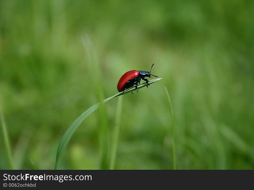 Red Bug