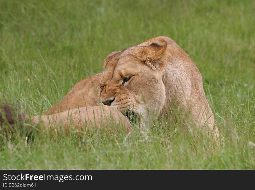 Lion lying in grass biting another. Lion lying in grass biting another