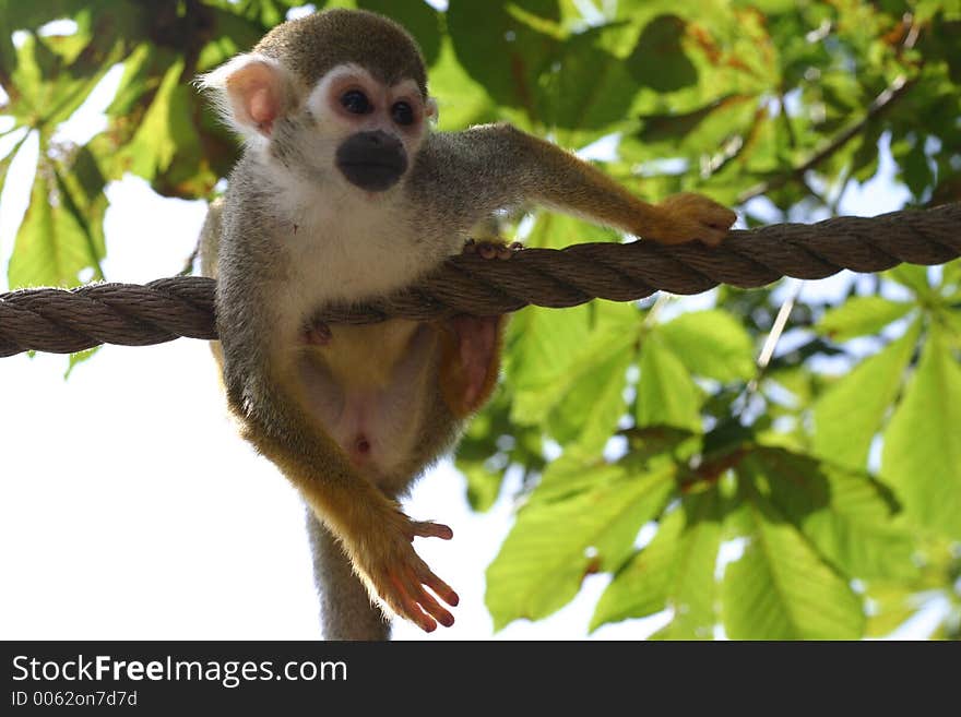 Monkey climbing a rope