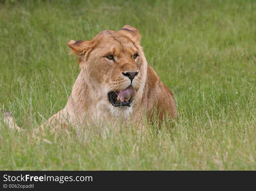 Lion licking teeth