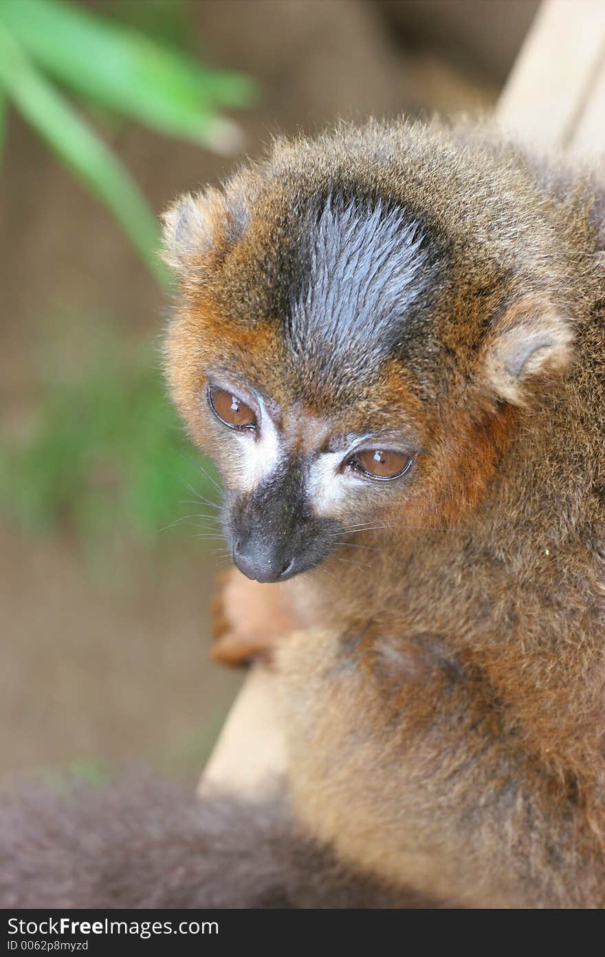 Rare Madagascan Lemur looking up.