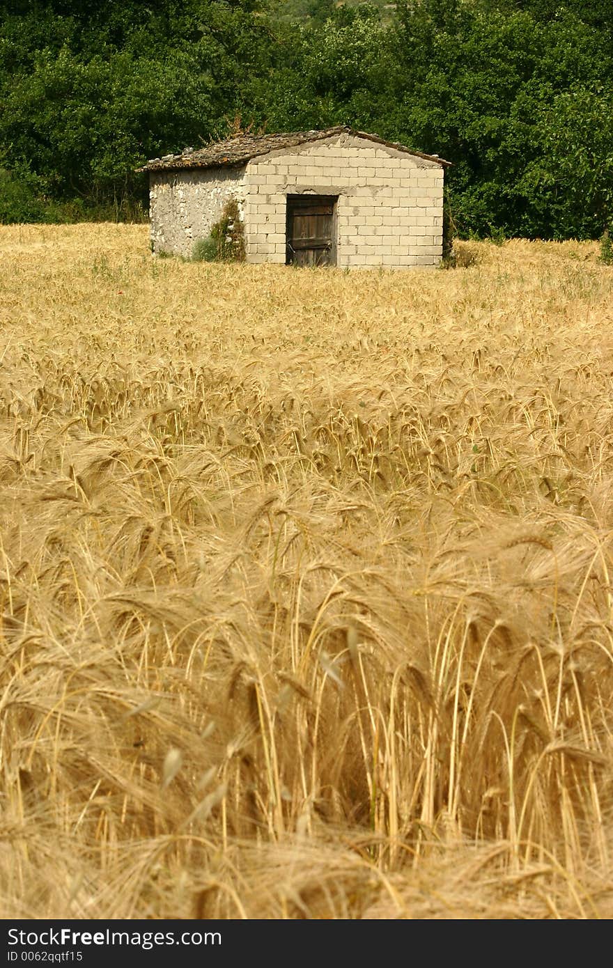 An old brick building in a golden wheat field. An old brick building in a golden wheat field