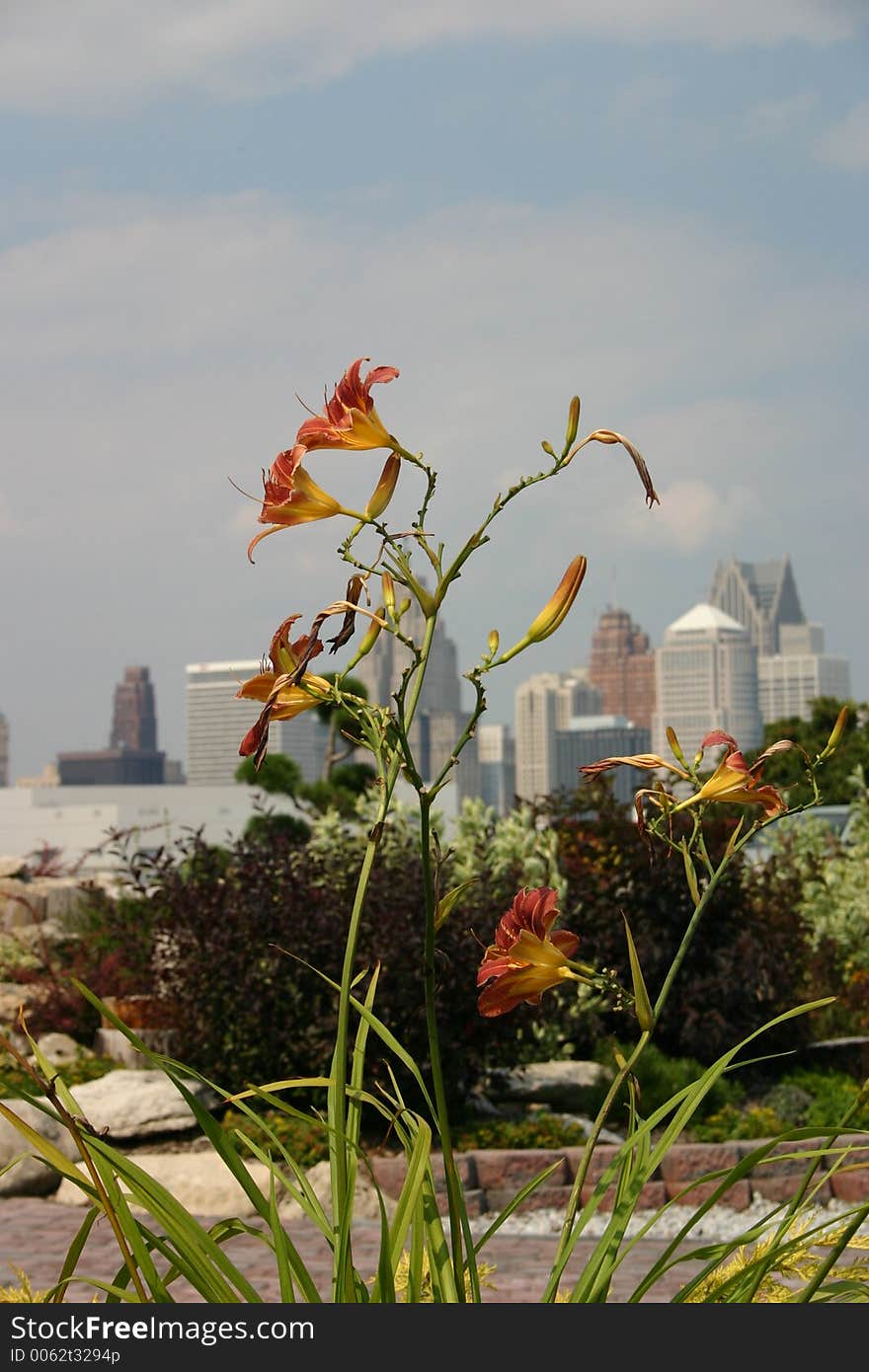 An unusual perspective of downtown Detroit, MI. Throught some day lillies.