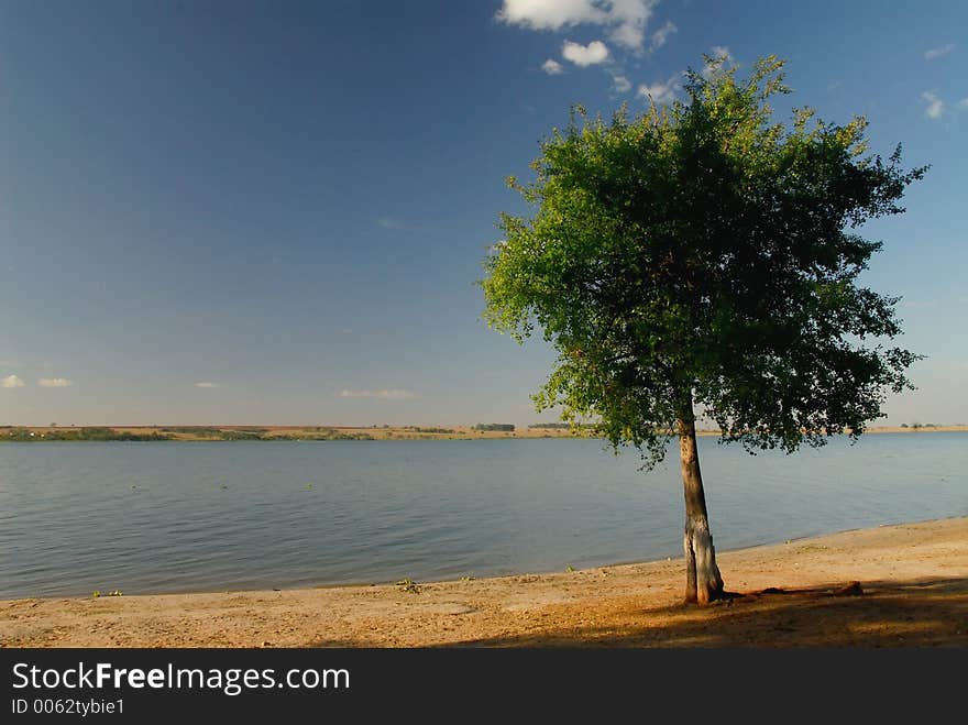 Tree and river