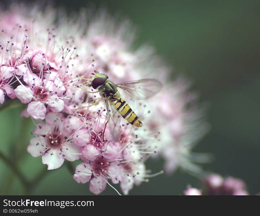 Hover Fly buzzing around pretty flower