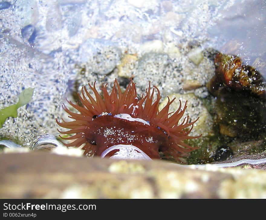 Beadlet anemone