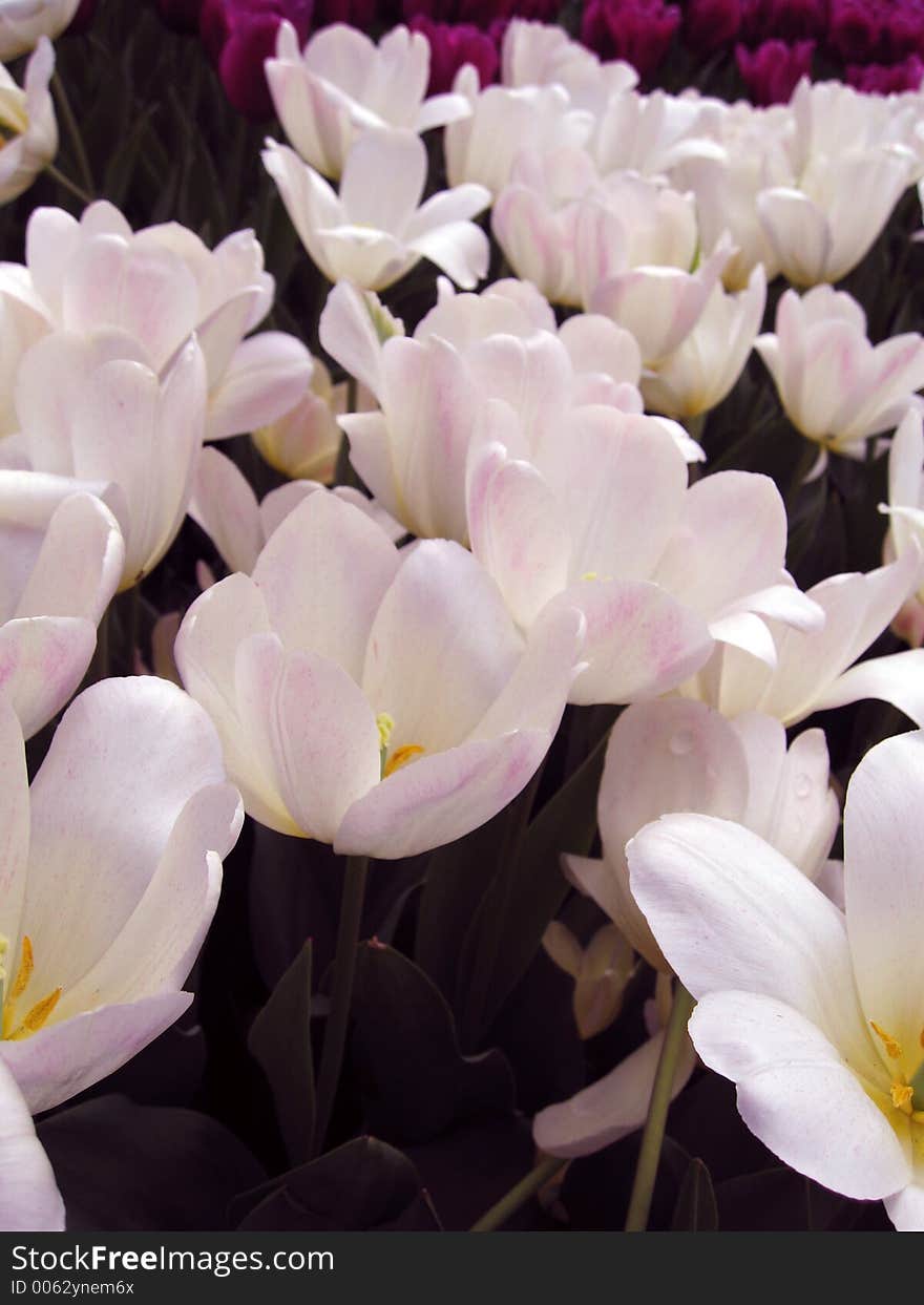 Lovely garden flowers. Lovely garden flowers