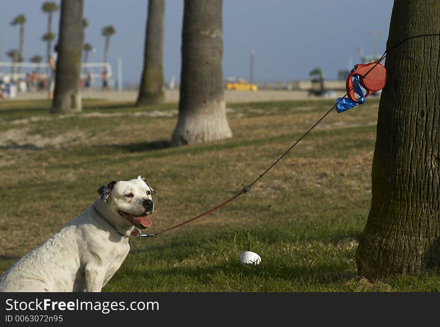 Dog and tree