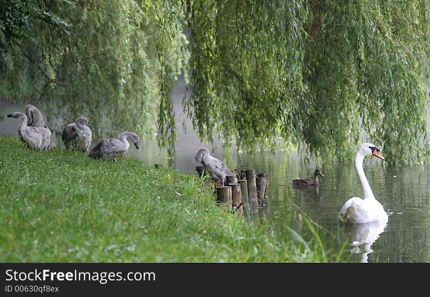 Family of swans brushing water off after leaving pond