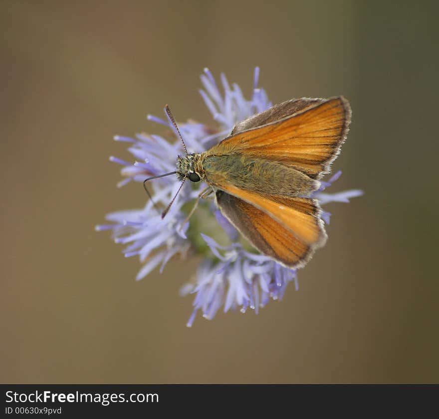 Beautiful butterfly sitting on flower. Beautiful butterfly sitting on flower