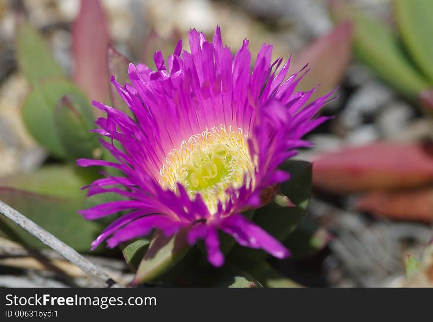 Purple Daisy