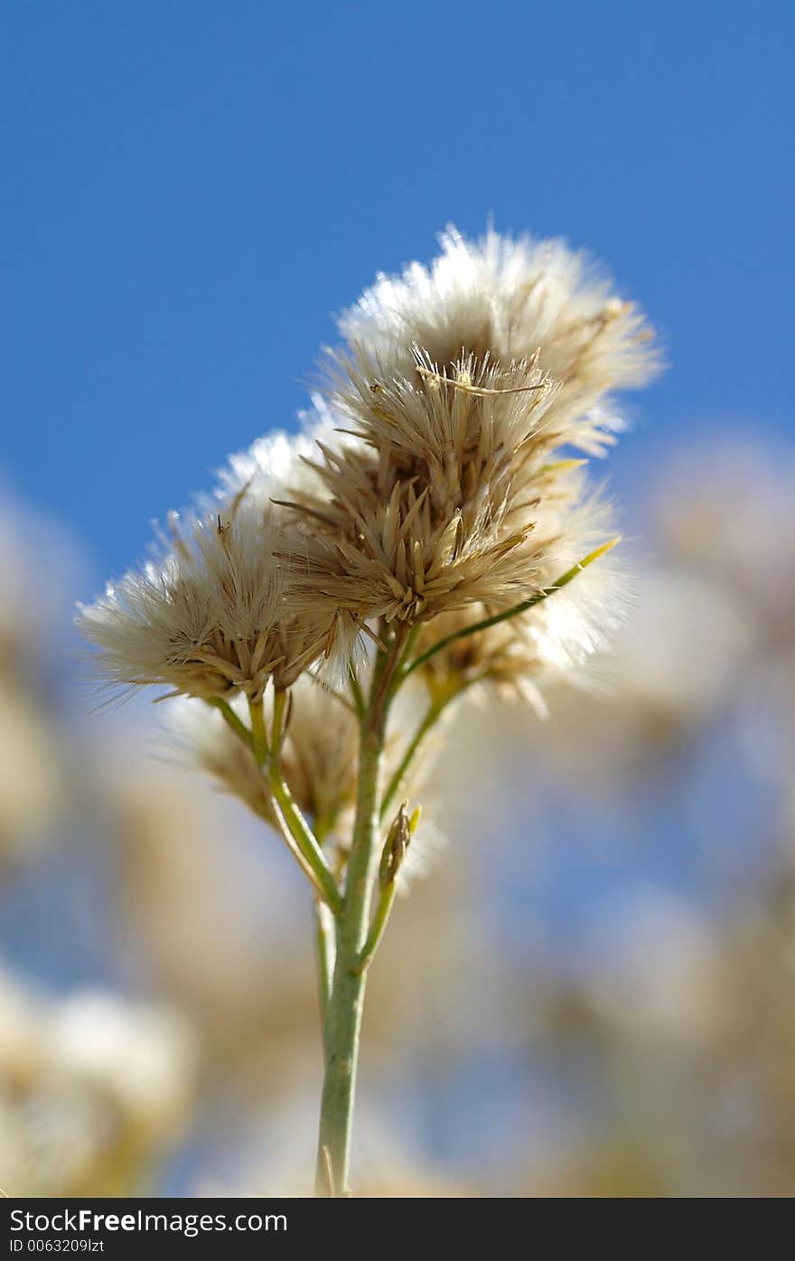 Dry Flowers