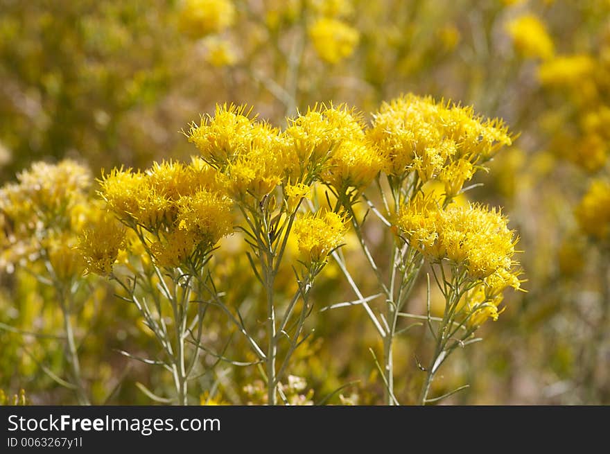 Yellow summer field. Yellow summer field