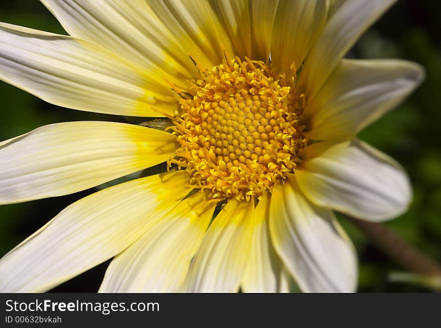 Yellow daisy on a sunny afternoon