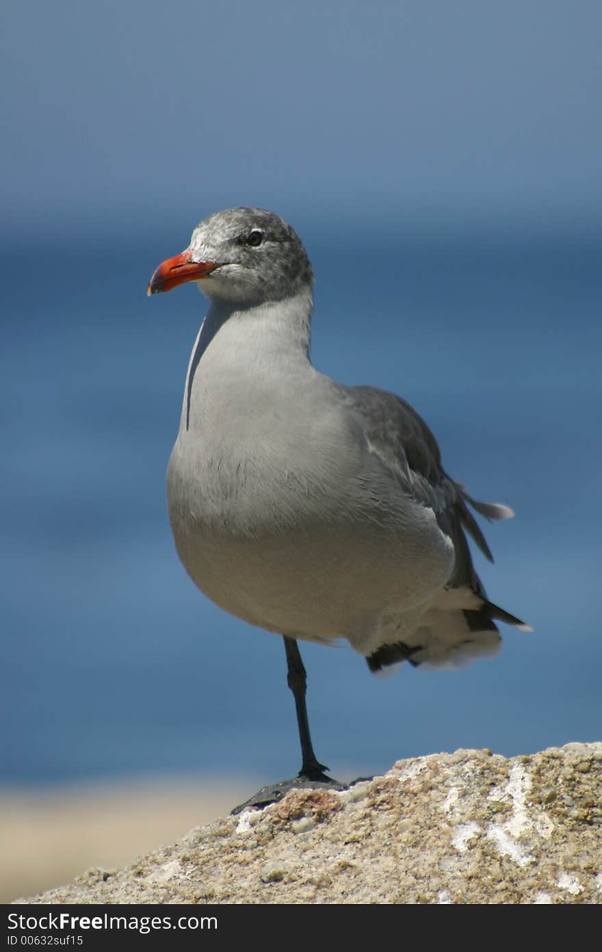 Gray Seagull standing on one leg